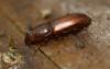 Rhizophagus sp.